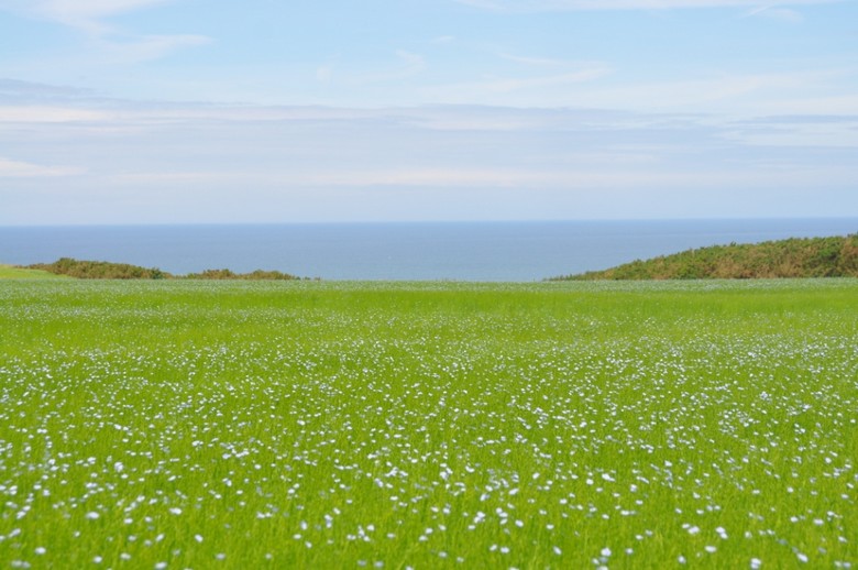 Champ de lin